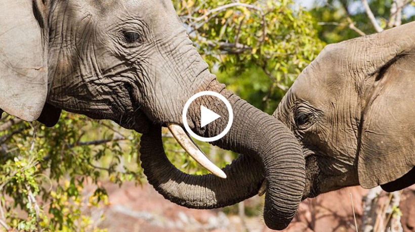 Videoteaser mit zwei Elefanten 