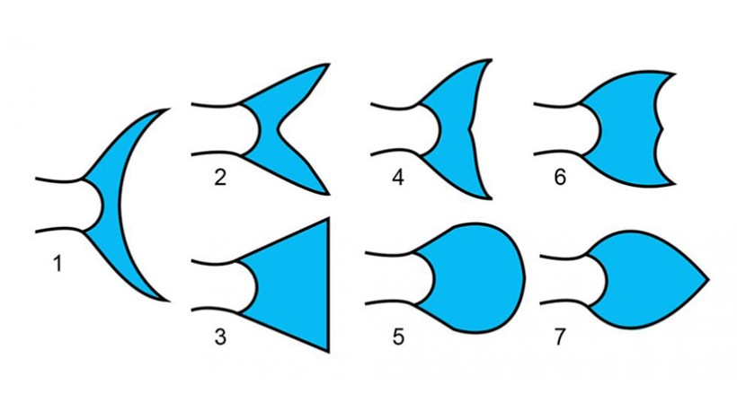 Bild grundlegende Fischschwanzformen