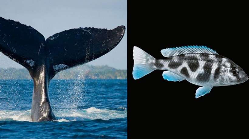 Vissen versus zoogdieren