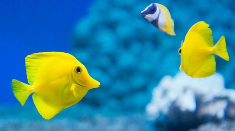 Bild mit gelben Fischen